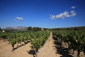 Fototapeta na wymiar Vignes en Provence avec la montagne Sainte Victoire en fond