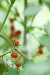 Obraz premium Cultivating tomatoes in garden at summer.