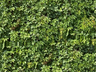 Seamless green wall texture leaves ivy