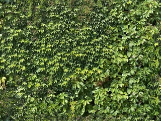 Fototapeta na wymiar Seamless green wall texture leaves ivy