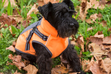lovely puppy dog in an orange raincoat for cold and rain for a walk in wet and rainy weather with autumn landscape