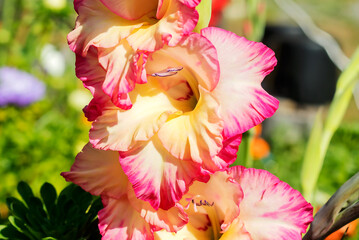 Blooming inflorescence of gladiolus in creamy pink tones in a flower bed.