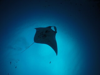 Scuba diving at German chanel with Manta ray in Palau. Diving on the reefs of the Palau archipelago.