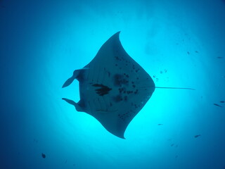 Scuba diving at German chanel with Manta ray in Palau. Diving on the reefs of the Palau archipelago.