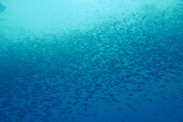 Scuba diving at German chanel with Manta ray in Palau. Diving on the reefs of the Palau archipelago.