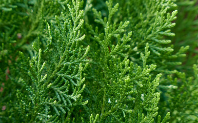 Green background of small twigs of thuja.