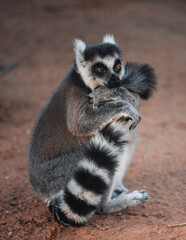 Animals ,zoo, natural, black and white, animal 