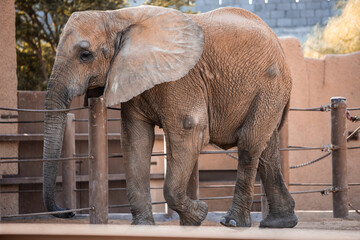 Animals ,zoo, natural, black and white, animal 