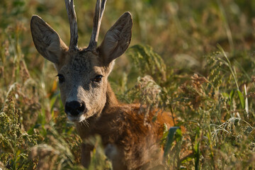 deer, tier, wild lebende tiere