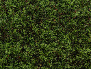 Abstract winter green leaf texture background