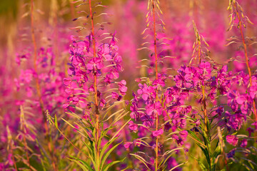 Bushes of pink color Rosebay Willowherb (Epilobium angustifolium) closeup outdoors from low angle view during daytime