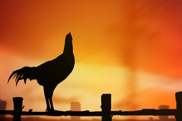 silhouette of a rooster in the morning