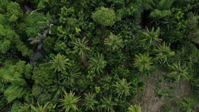 Top Down Aerial View of Tropical Plantation with Coconut, Betel Nut, Bamboo, and Durian