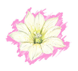 Close up Taiwan yellow flower, Gentiana scabrida, top view in digital pastel illustration art 