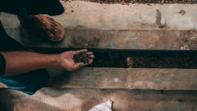 Biopond is a breeding ground for black army fly larvae made of wood, plywood or PVC pipe and filled with loose soil. Biopond consists of two types, namely the ordinary one which is not equipped with a