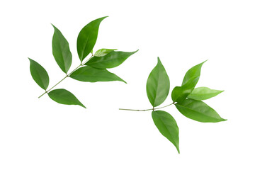 branches and leaves with green leaves isolated on white background