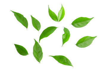 isolated green leaves on a white background