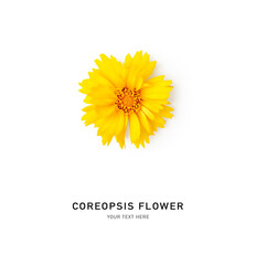 Coreopsis flower, yellow tickseed isolated on white.