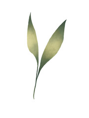 Green leave watercolor illustration