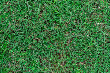 natural green grass, small grass