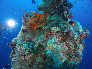 Obraz premium Diving on the 