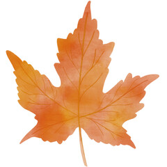 autumn maple leaf