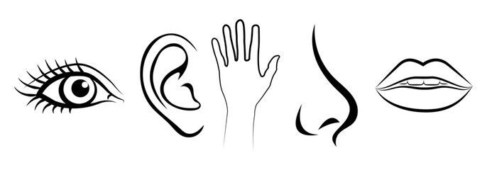 Five senses of human nervous system vector illustration