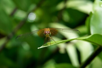 Beautiful natural scene macro shots of dragonflies. Show details of dragonfly eyes and wings in nature.