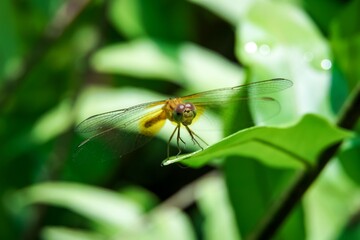 Beautiful natural scene macro shots of dragonflies. Show details of dragonfly eyes and wings in nature.