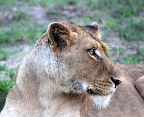 Obraz na płótnie Canvas African lioness (Panthera leo) resting in Kruger National Park : (pix SShukla)