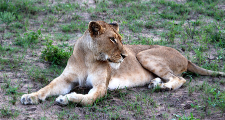 Fototapeta na wymiar African lioness (Panthera leo) resting in Kruger National Park : (pix SShukla)