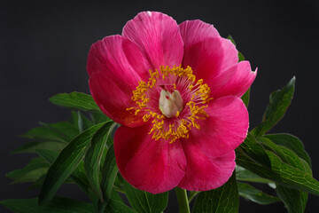 Bright pink peony isolated on black background.