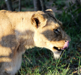 African lioness (Panthera leo) resting in Kruger National Park : (pix SShukla)