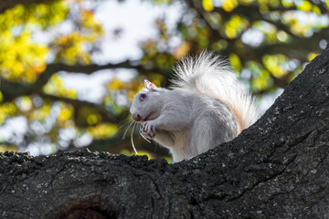 A cute white squirrel close-up eating a nut. Selective focus