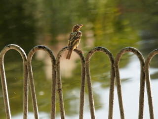 A sparrow is standing on a fence by the water in the park