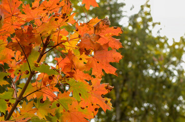 Red maple  and blue sky