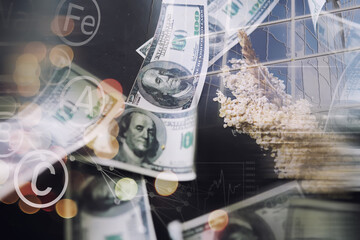 Fototapeta premium World grain crisis. Double exposure. A handful of cereals and 100 dollar banknotes on a blue background.