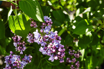 Beautiful lilac flowers branch on a green background, natural spring background. Blooming lilac bush with tender flower. Selective focus, blurred background