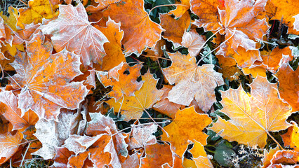 First morning frost on a dry fallen maple leaves. Close-up. Copy space. Banner. Late autumn. Weather forecast background. Nature detail. Winter season. Top view. Garden cleaning. Organic fertilizer - obrazy, fototapety, plakaty