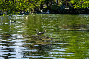 Boats with oars on the pond in the park Ciutadella, Barcelona, Spain
