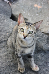portrait of a cat with a eyes