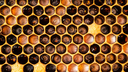 The honeycombs contain the developing bee larvae.
The bees take care of them. They feed them, if necessary, warm or cool