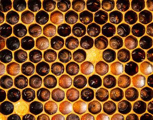 The honeycombs contain the developing bee larvae.
The bees take care of them. They feed them, if...