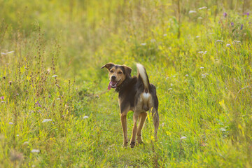 A puppy of a Lithuanian hound dog runs quickly through the field and grass in summer