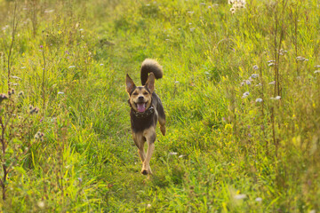A puppy of a Lithuanian hound dog runs quickly through the field and grass in summer