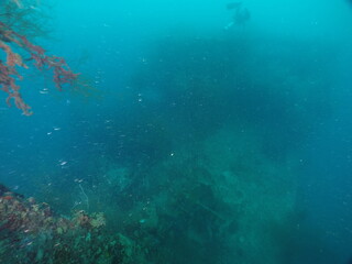 Obraz premium Diving on the ship wrecks of the Palau archipelago. These ship wrecks were from Japanese Navy at WW2.