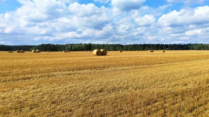 Fototapeta na wymiar In a compressed wheat field, round bales of straw lie in various places. A power line on concrete poles crosses the field. A forest grows behind the field. The weather is sunny and blue sky with cloud