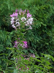 Cleome plants - spider-flower with purple flowers in the garden