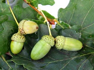 oak tree with greenfoliage and growing acorns