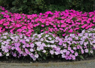 pink and purple flowers of impatiens hawkeri in the garden
